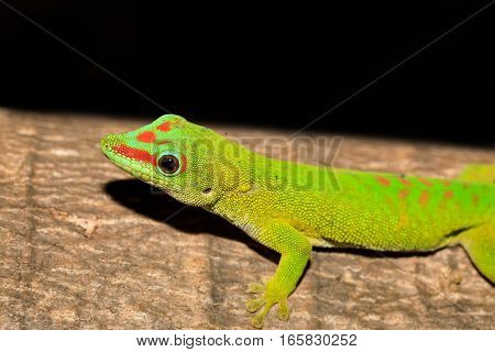 Phelsuma Madagascariensis Day Gecko, Madagascar