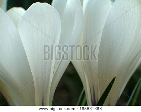 Macro picture of two little white flowers
