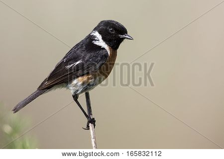 Common stone chat sit on a twig on a lovely soft brown background