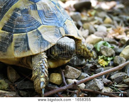 Tortoise1