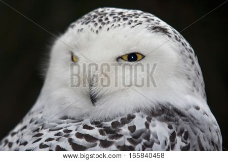 Detail of the head - snow owl - harfang