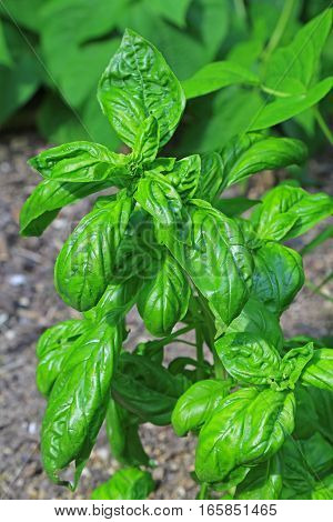 Basil (Ocimum basilicum) in the garden patch
