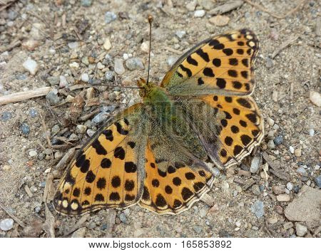 Photo of an orange butterfly sitting on the ground