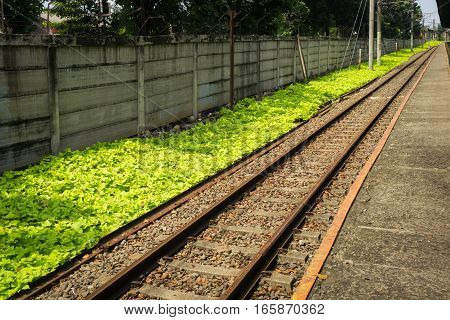straight railway for commuter line with green bushes photo taken in Depok Indonesia java
