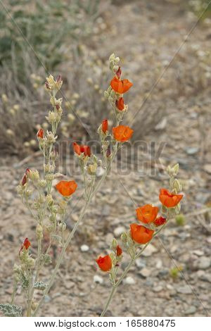 Desert Globemallow blooming in a desert wash.
