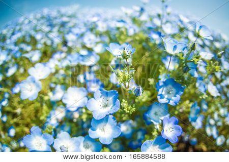 A very vast Nemophila plain in Ibaraki Hitachihama Beach Park