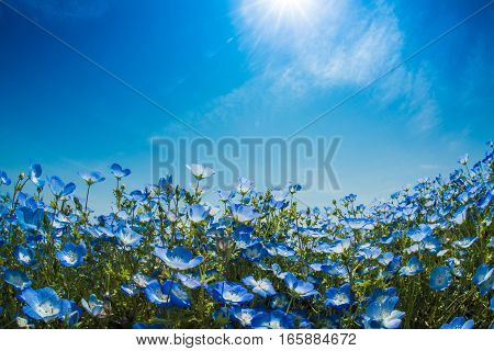 A very vast Nemophila plain in Ibaraki Hitachihama Beach Park