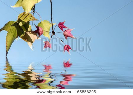 Leaves Mable Change Color On Blue Sky Background