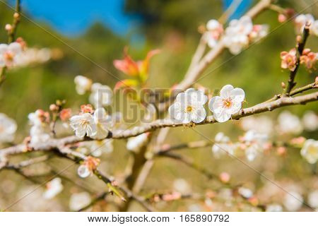 White Peach Blossom Flower, Plum Flower Or Peach Tree