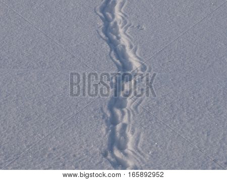Traces of unprecedented animals on friable new-fallen snow