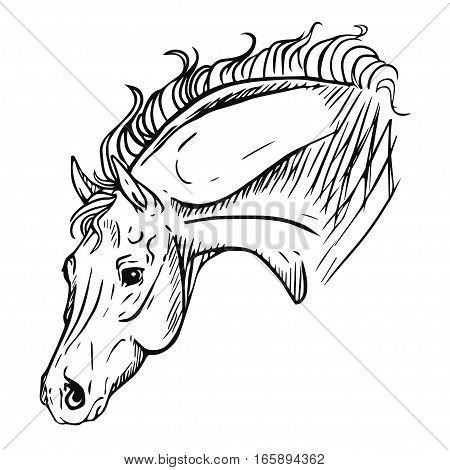 Vector horse head illustration. Sketch drawing lineart