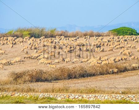 Hdr Sheeps In Sardinia