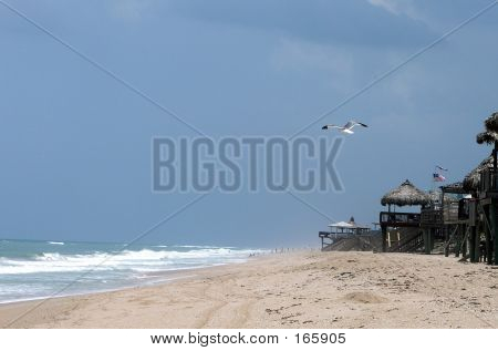 Möwe am Strand