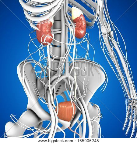 The kidneys are located in the abdominal cavity, more specifically in the paravertebral gutter and lie in a retroperitoneal position at a slightly oblique angle.