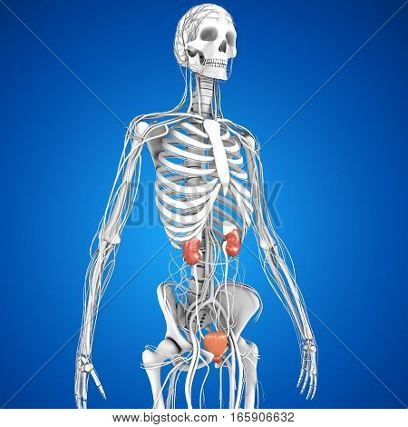 The kidneys are located in the abdominal cavity, more specifically in the paravertebral gutter and lie in a retroperitoneal position at a slightly oblique angle.