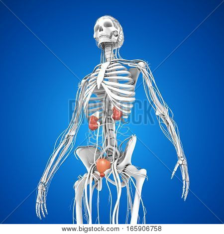 The kidneys are located in the abdominal cavity, more specifically in the paravertebral gutter and lie in a retroperitoneal position at a slightly oblique angle.