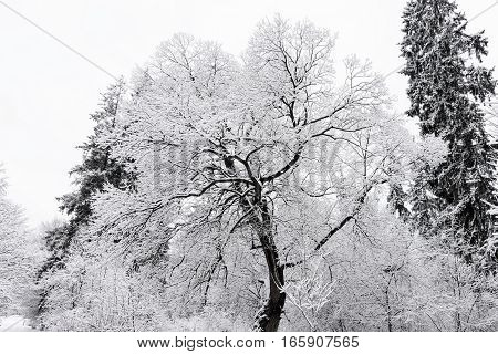 Hoar frost on trees in winter, frozen forest and white snow at mountains