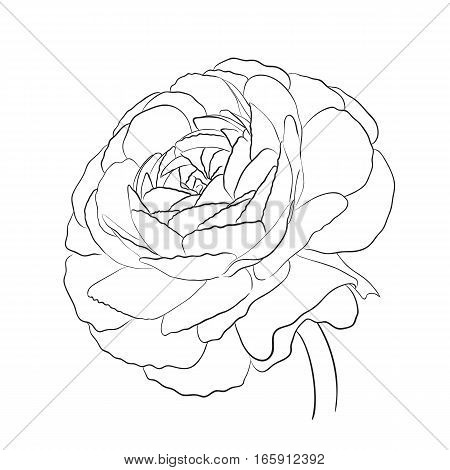 Floral Ranunculus for design, Vector illustration flower