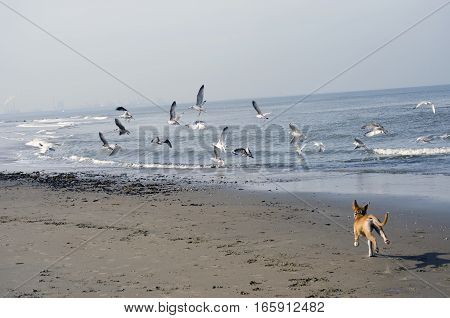 Dog running and chasing seagulls on te coastline