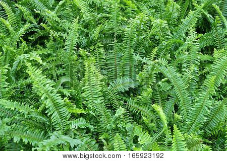 Background Pattern Horizontal of Pteridophyta or Tassle Ferns Textured or Green Bush.