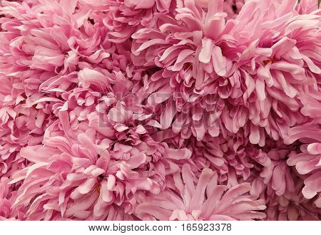 Background of Artificial Pink Chrysanthemum Flowers for Home and Building Decoration.