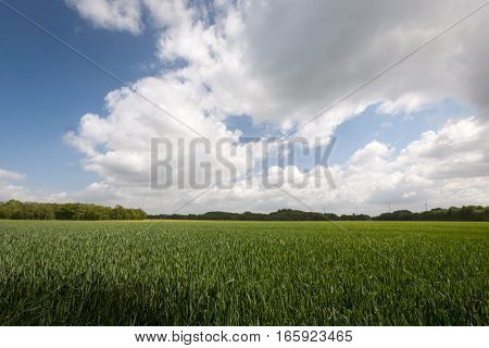 Typical flat and featureless agricultural crop land in Holland Europe.