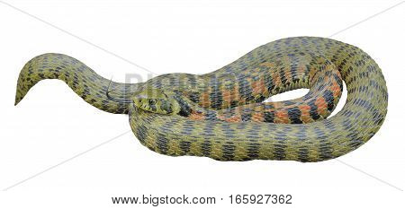 A close up of the snake (Rhabdophis tigrina). Isolated on white.