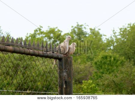 Photo of two doves sitting on a fence