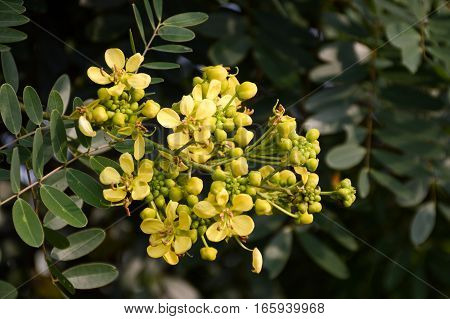 yellow senna siamea flower in nature garden