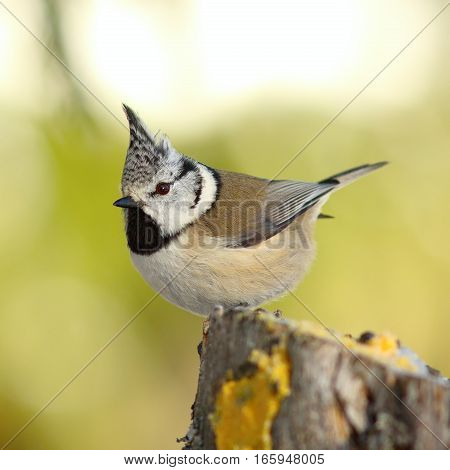 crested tit perched on a stump in the garden ( Lophophanes cristatus ) over out of focus background