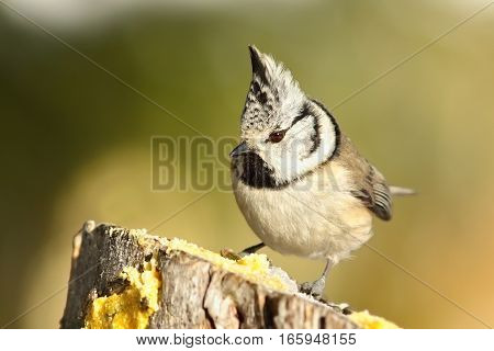 cute garden bird perched on wooden stump ( Lophophanes cristatus - the european crested tit )