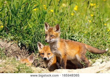 family of young european red fox cubs near the den ( Vulpes )