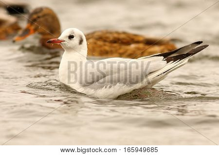 juvenile black headed gull floating on water surface ( Chroicocephalus ridibundus )