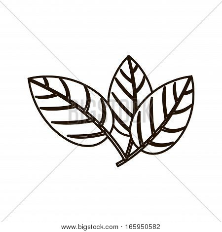 silhouette three leaves with ramifications vector illustration