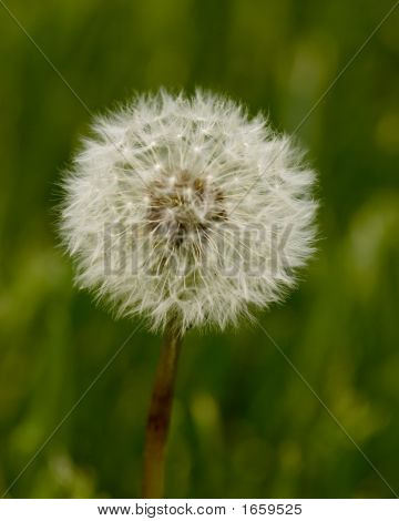 Fiore
