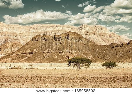 Scrubby trees in the Eilat Mountains at Timna Park Israel (HDR image with black gold filter)