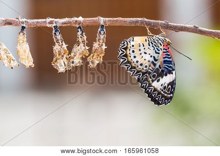 Leopard Lacewing Butterfly