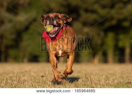 Happy Dog Running With Ball In An Open Space