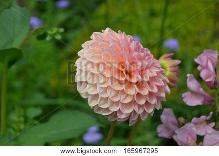 Close-Up of a light pink flowerwith defocused backfround