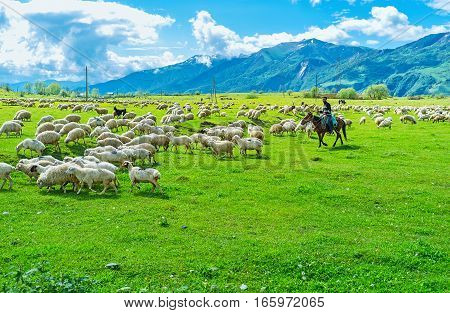 GUDAURI GEORGIA - JUNE 3 2016: The shepherd expels the herd of sheep and goats on the juicy pasture in the mountain region on June 3 in Gudauri.