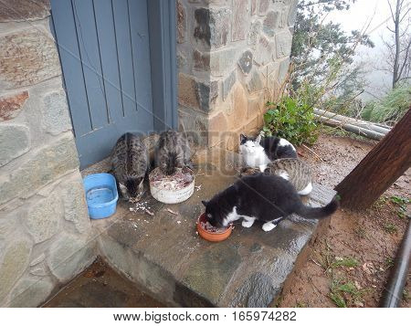 many cats eating at the wall of monastery
