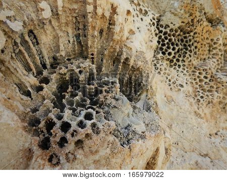 Fosil Sea Plant Printed In A Limestone