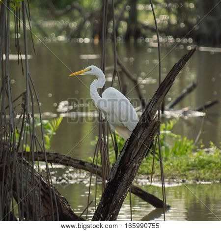 A white heron sits on a broken tree with neck relaxed and curved in a swampy pond reflecting the green colors all around it.