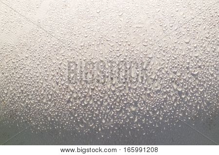 An abstract closeup of a perfect big white round globe of a Giant puffball glistening with dew in the morning.