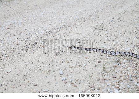 Canebrake Rattlesnake