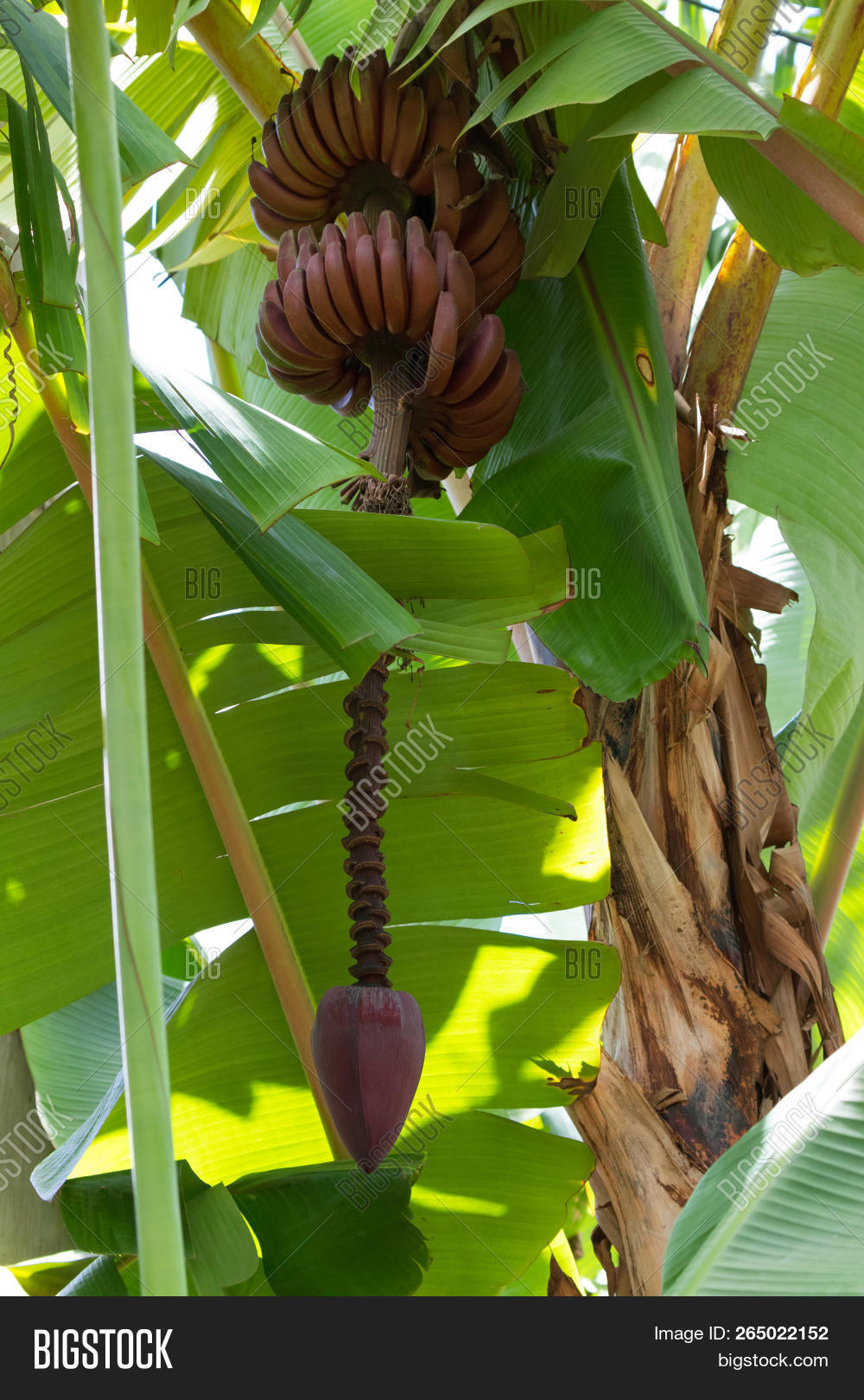 Long Stem Red Banana Image & Photo (Free Trial) Bigstock