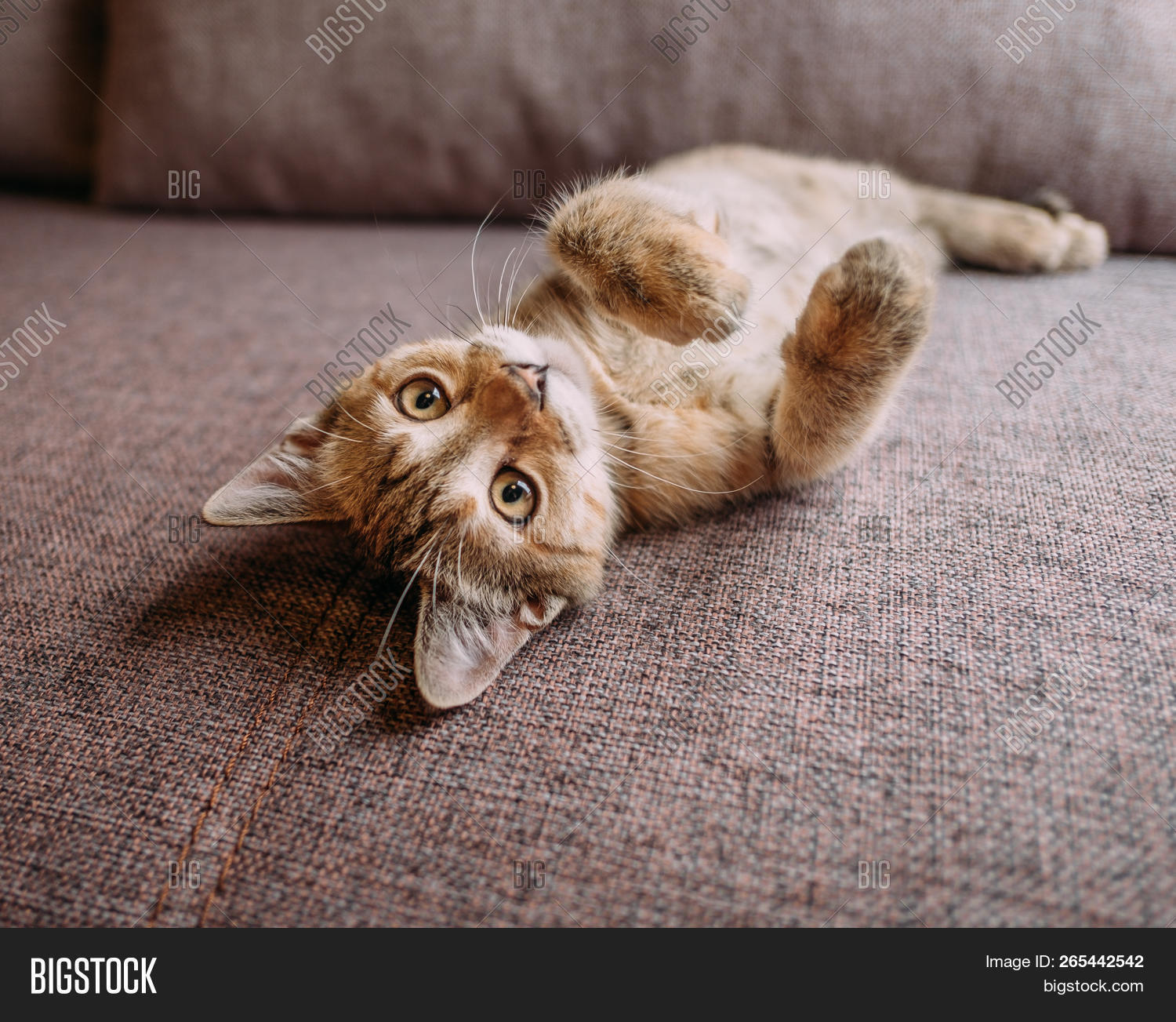 kitten on back with paws up