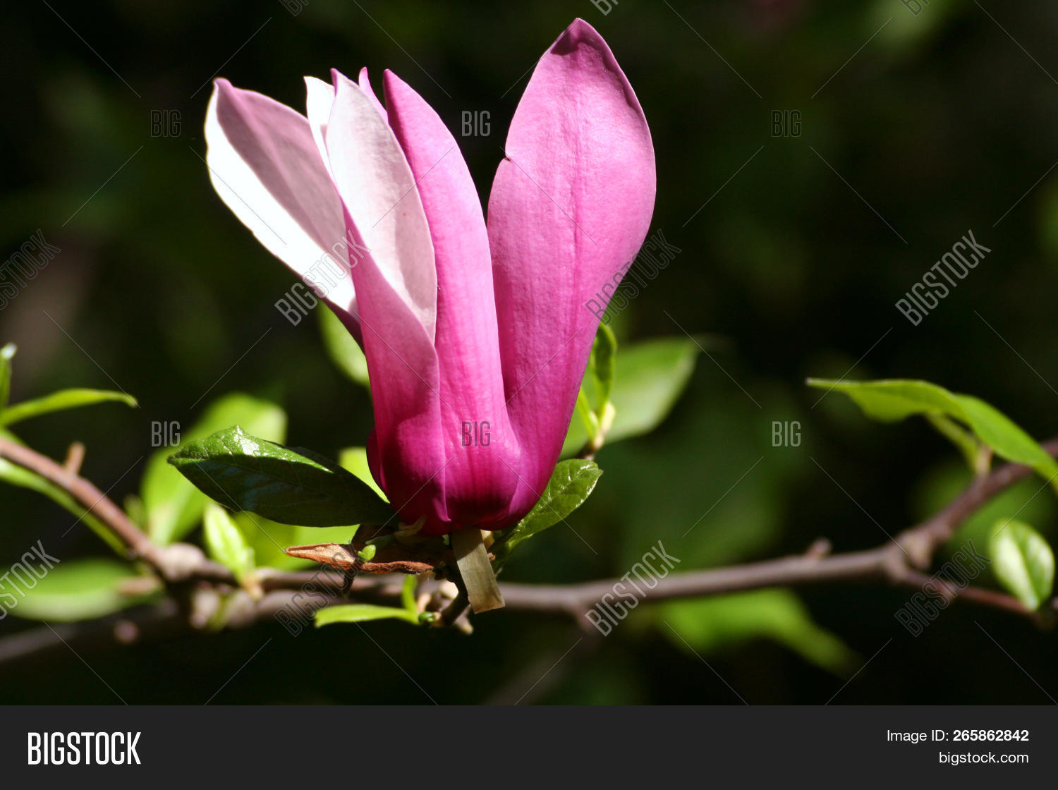 Magnolia X Soulangeana Image Photo Free Trial Stock Magnolia X Soulangeana Image Photo