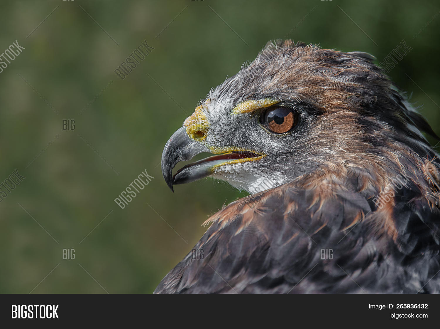 Close Profile Portrait Image Photo Free Trial Bigstock