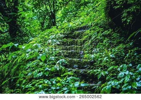 Travel Nature Study In The Jungle The Rainy Season At Doi Intanon Chiangmai. In Thailand.